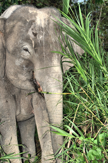BorneoPigmyElephant_Sukau_0254 (61)_m.jpg